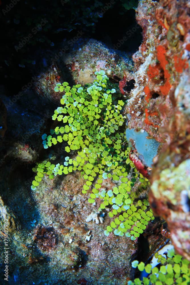 Green macroalgae