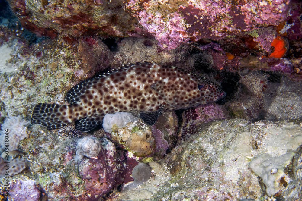 A Greasy Grouper (Epinephelus tauvina) in the Red Sea, Egypt