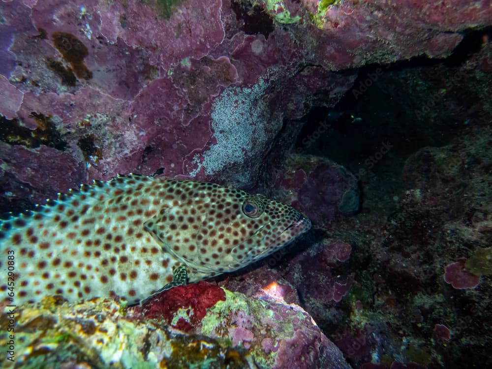 Epinephelus tauvina or grouper tauvina in a coral reef in the Red Sea