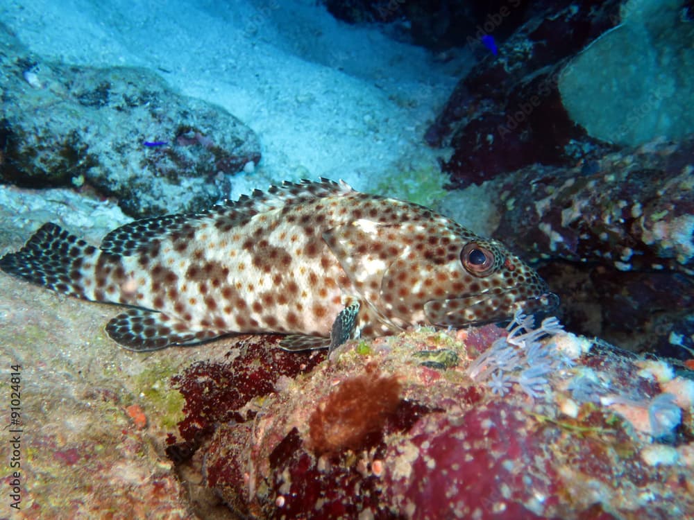 Braunflecken-Zackenbarsch (Epinephelus tauvina)