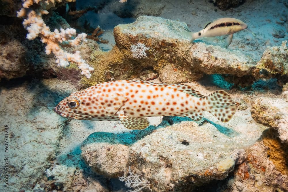 Greasy Grouper (Epinephelus Tauvina), Red Sea, Egypt