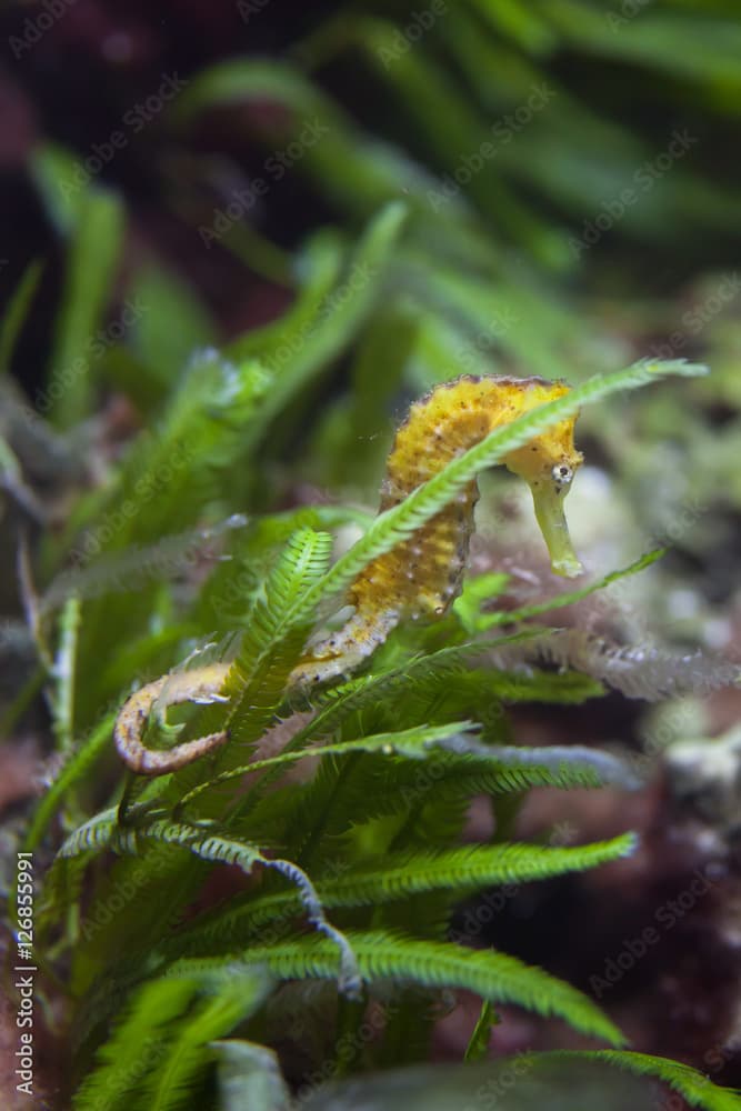 Slender seahorse (Hippocampus reidi).