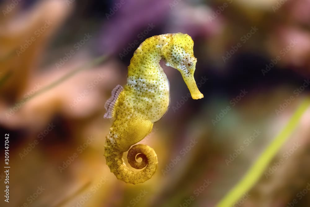 Slim seahorse in the aquarium (Hippocampus reidi)