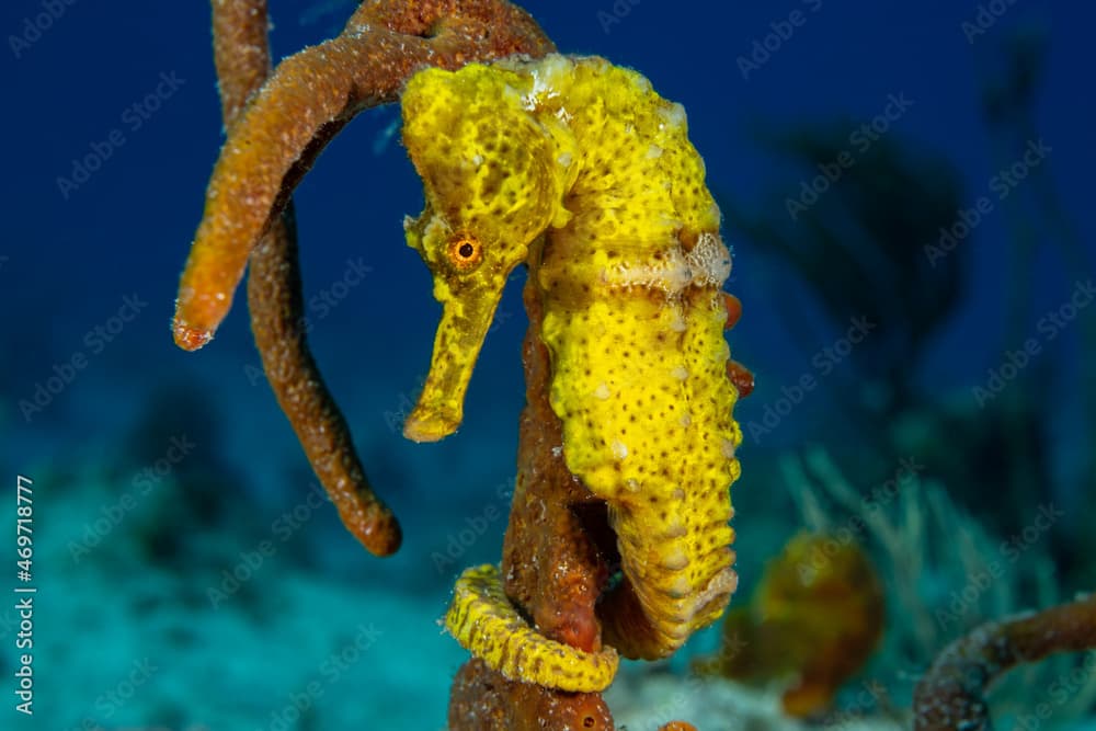  A beautiful yellow longsnout seahorse in a classic pose with his tail wrapped around some sponge. The creature was shot in the wild by a scuba diver on the reef in the Cayman Islands