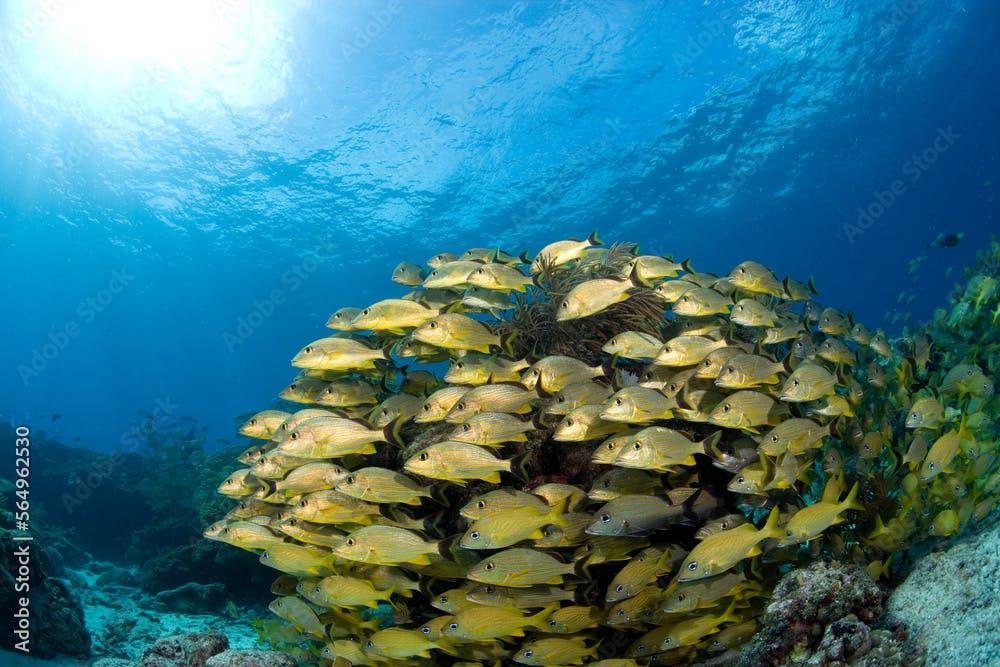 Schooling fish surround Elkhorn coral (Acropora palmata, Florida Keys