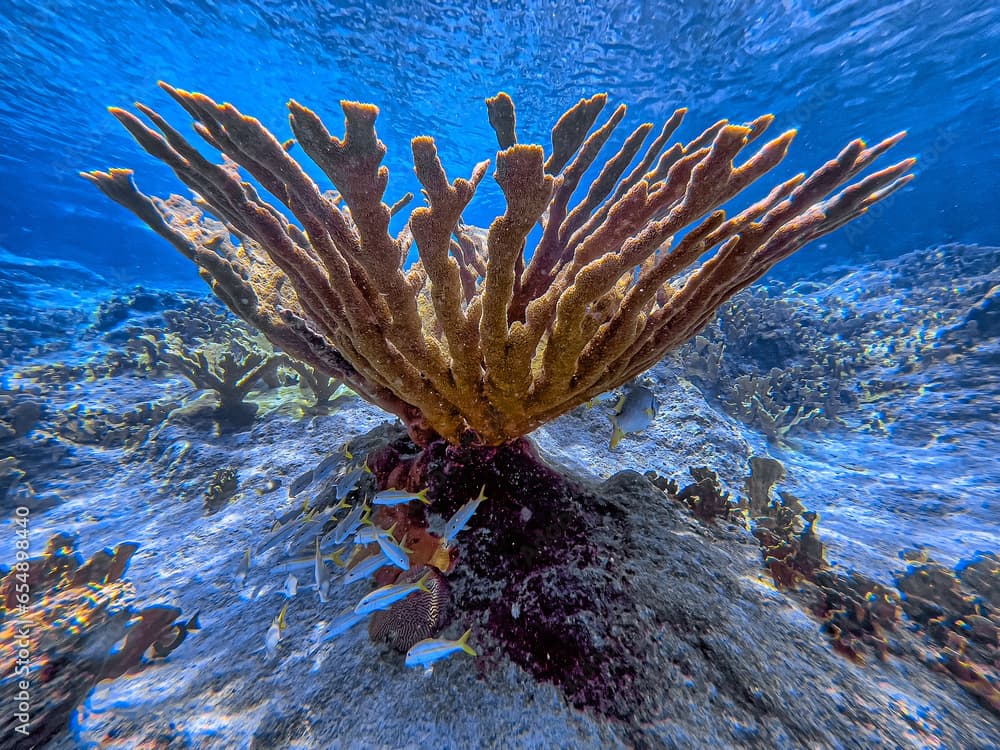 Elkhorn coral ,Acropora palmata