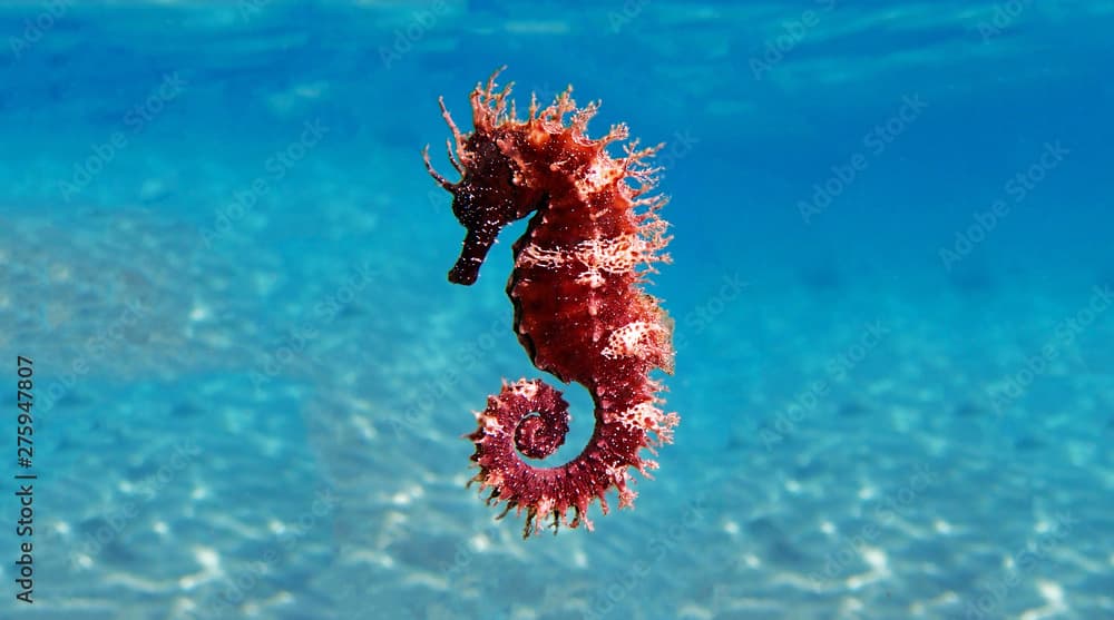 Mediterranean Seahorse - Hippocampus guttulatus