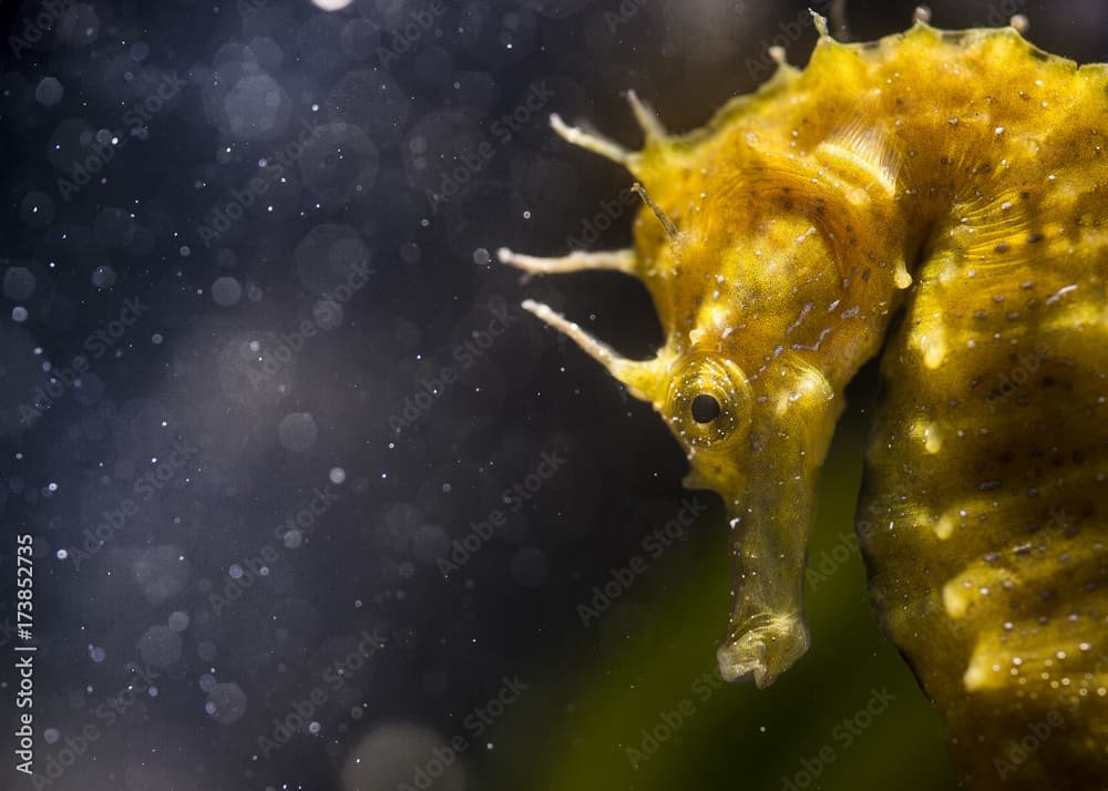 Cavalluccio marino o ippocampo,  Cheval marin dor, Langschnauziges Seepferdchen, long-snouted seahorse, (Hippocampus guttulatus), Alghero, Sassari, Sardegna, Italia....