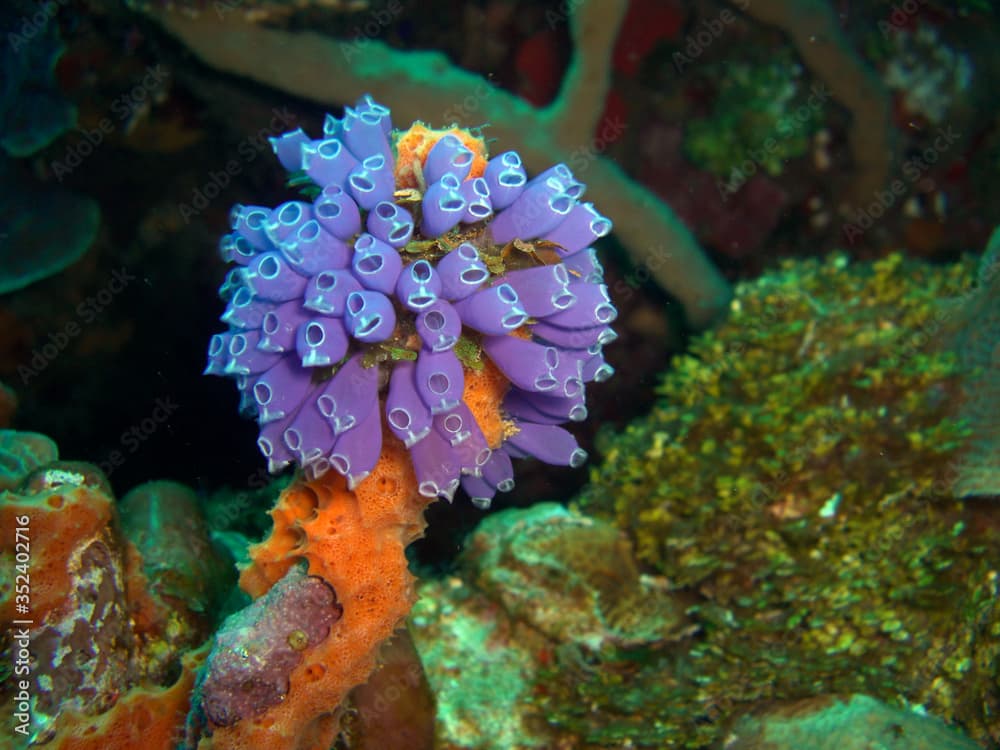 Blue Bell Tunicate