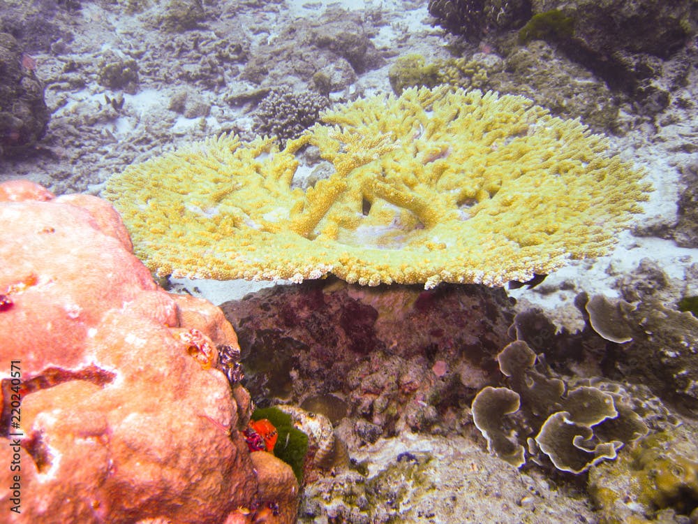 Table coral, Acropora Divaricat in Thailand