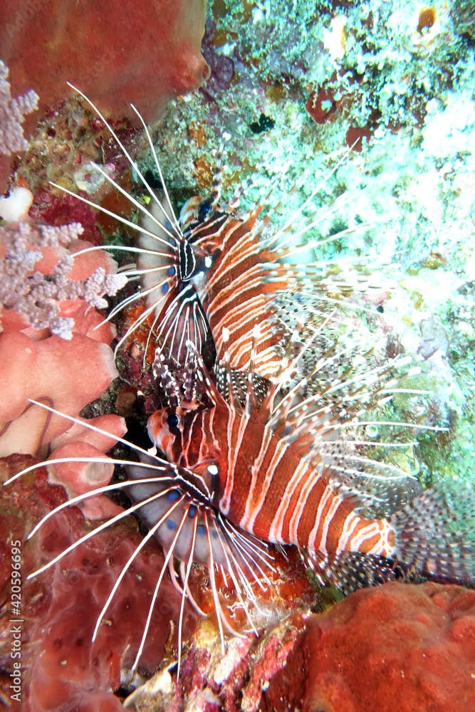 Antennen-Feuerfisch Pterois antennata