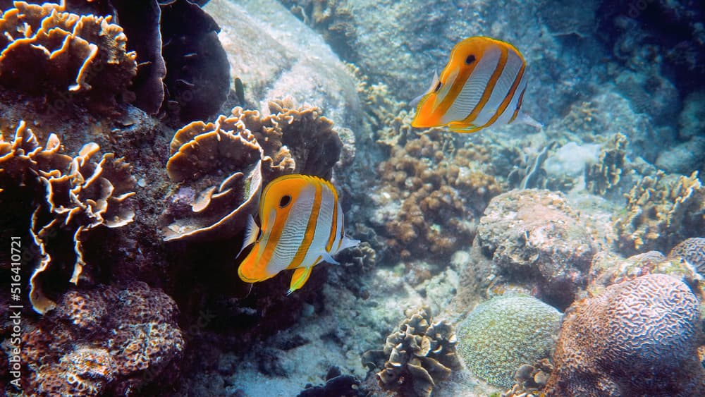 Pair of copperband butterflyfish or chelmon rostratus fish with long nose in sea. Marine life. Beautiful colorful yellow striped fish swimming among tropical corals. Sea wildlife. Underwater video.