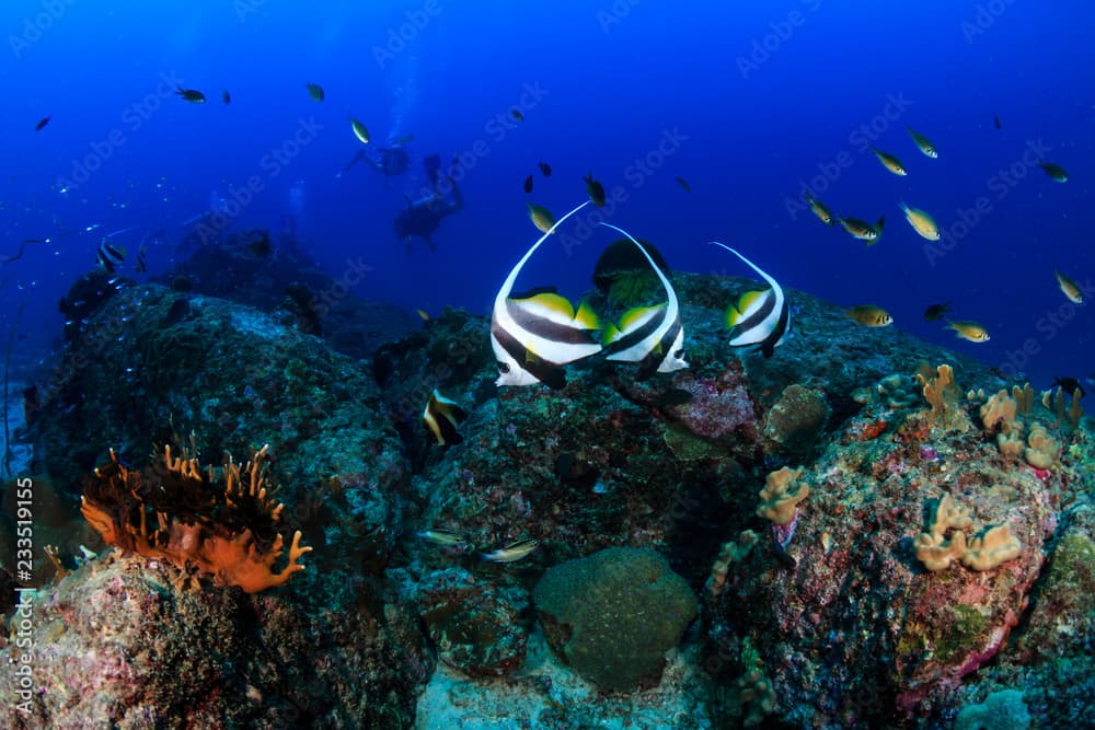 Moorish Idols on a tropical coral reef