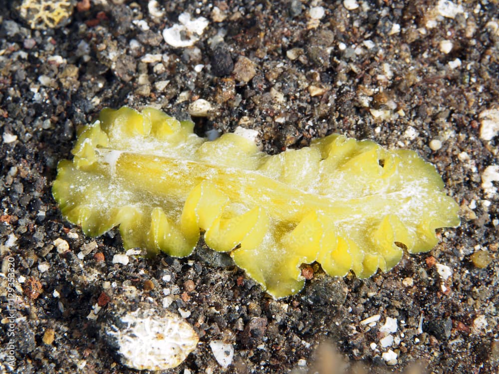 Cryptic flatworm