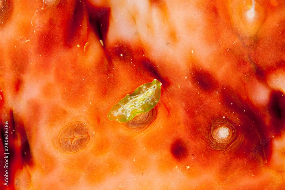 Juvenile Pseudobiceros kryptos on a sea cucumber