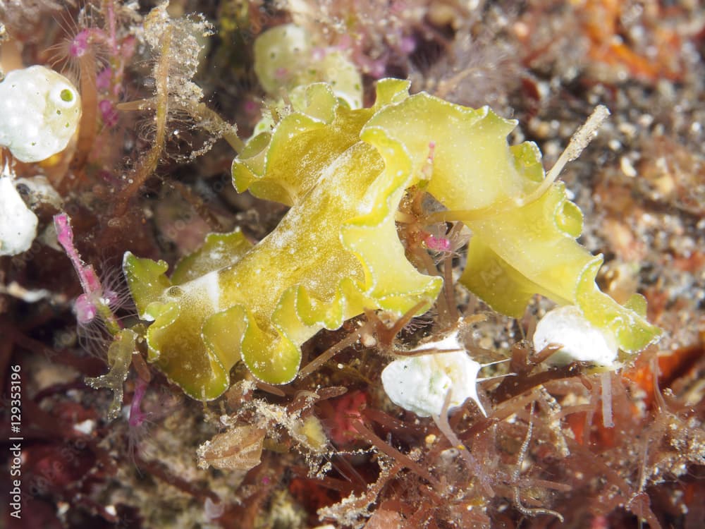 Cryptic flatworm