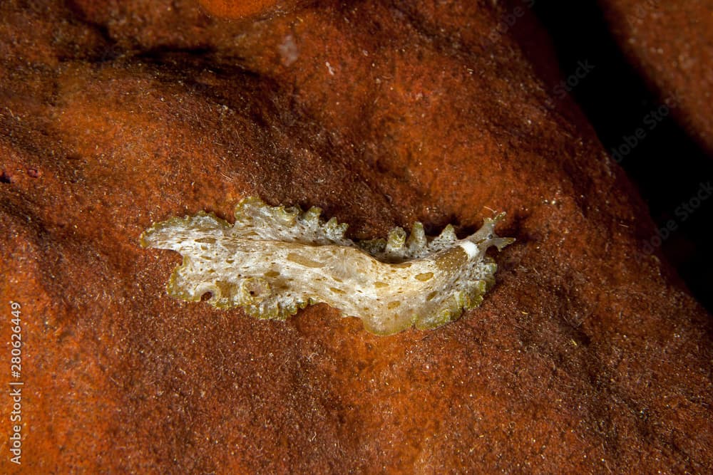 Pseudobiceros kryptos, Flatworm