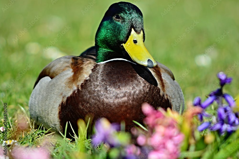 female mallard duck lying in the grass in summer with flowers in the foreground, Vienna Austria