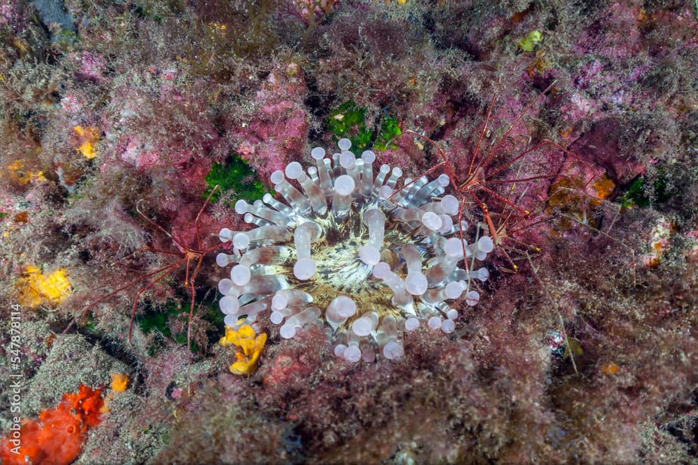 Arrow crabs (Stenorhynchus lanceolatus) crawling around club tipped anemone (Telmatactis cricoides)