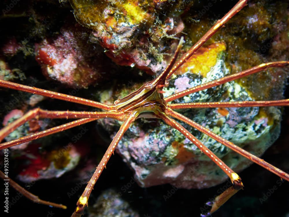 Close up of an Eastern Atlantic Arrow Crab (Stenorhynchus lanceolatus) in natural underwater habitat. Marine life on the Canary Islands.