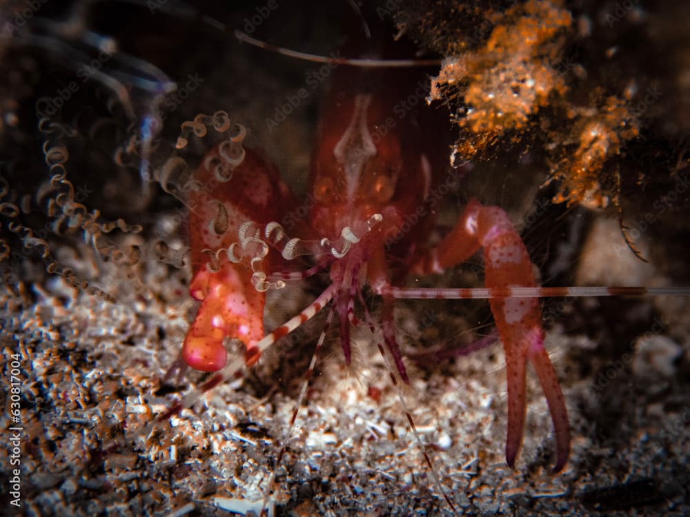 Red snapping shrimp (Alpheus armatus) hiding in a corkscrew anemone in the Caribbean, Roatan, Bay Islands, Honduras