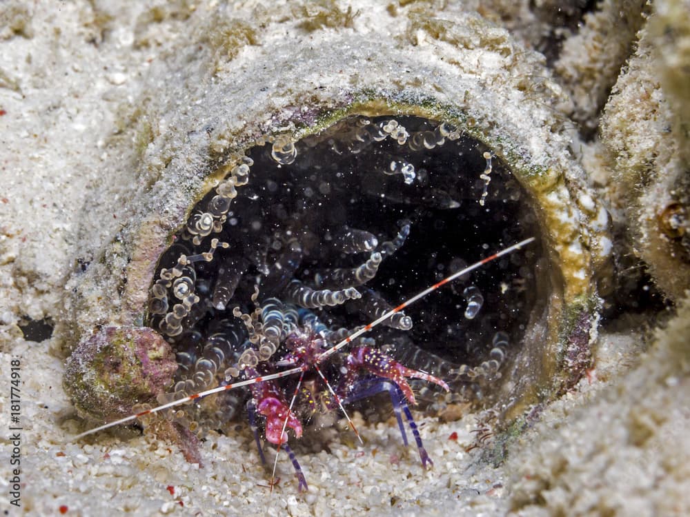 Red snapping shrimp on coral reef