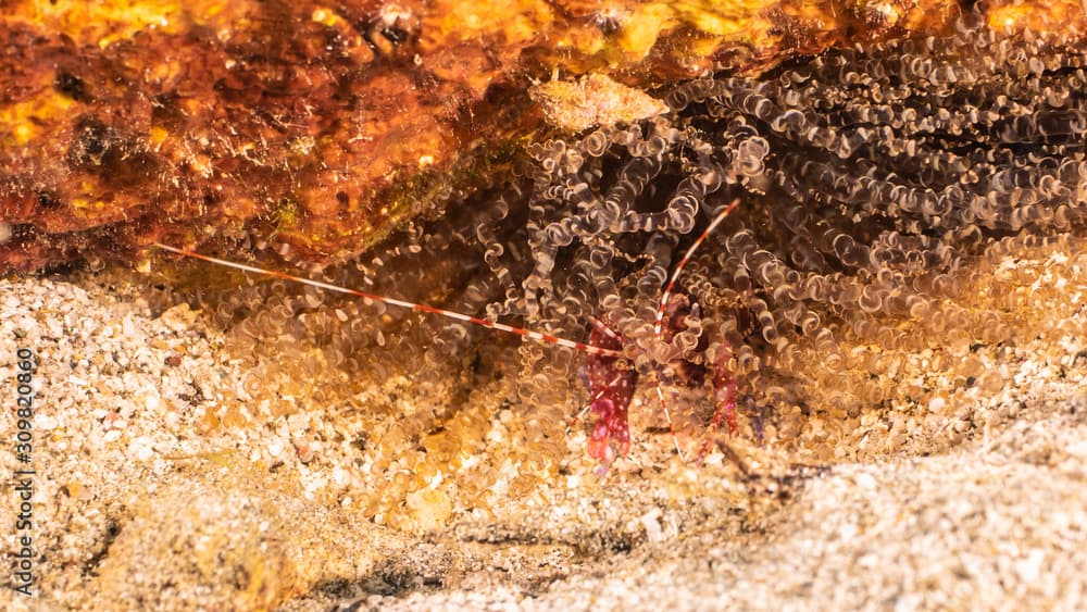 Close up of Red Snapping Shrimp in Sea Anemone in coral reef of the Caribbean Sea around Curacao