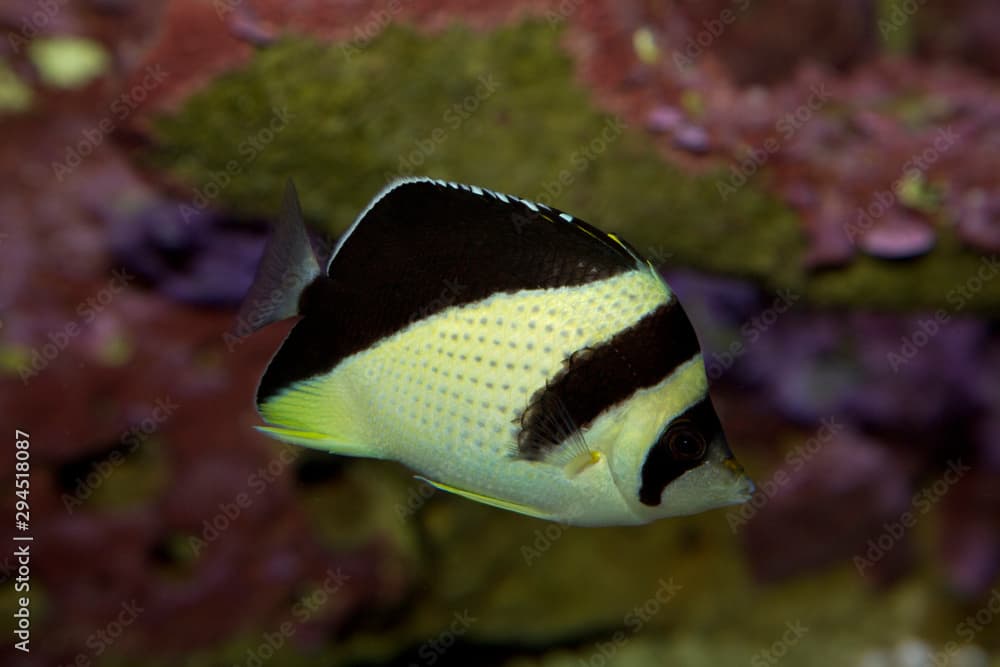 The Burgess' Butterflyfish (Chaetodon burgessi).