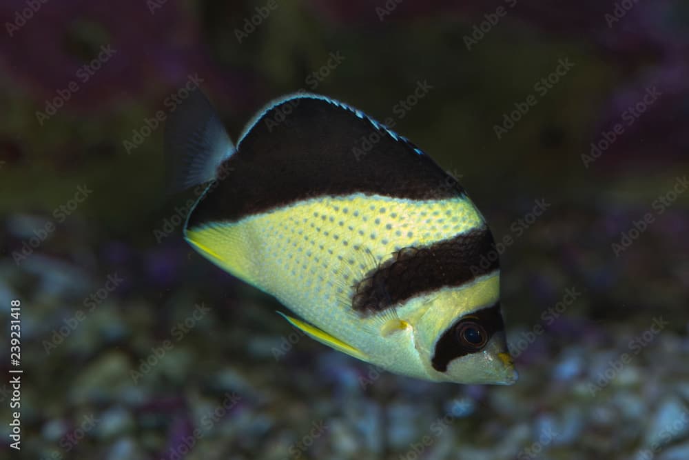 Burgess' Butterflyfish (Chaetodon burgessi).