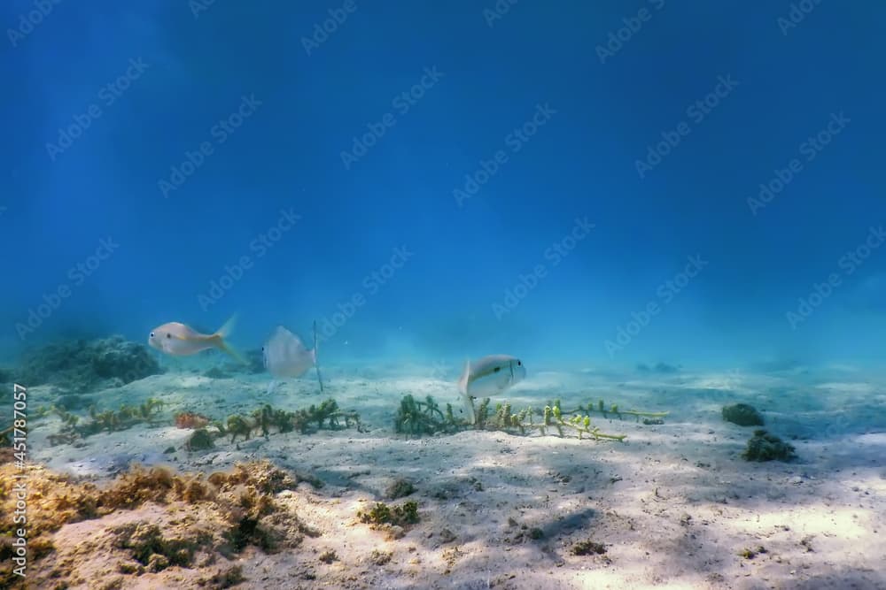 Red Sea goatfish (Parupeneus forsskali) Underwater