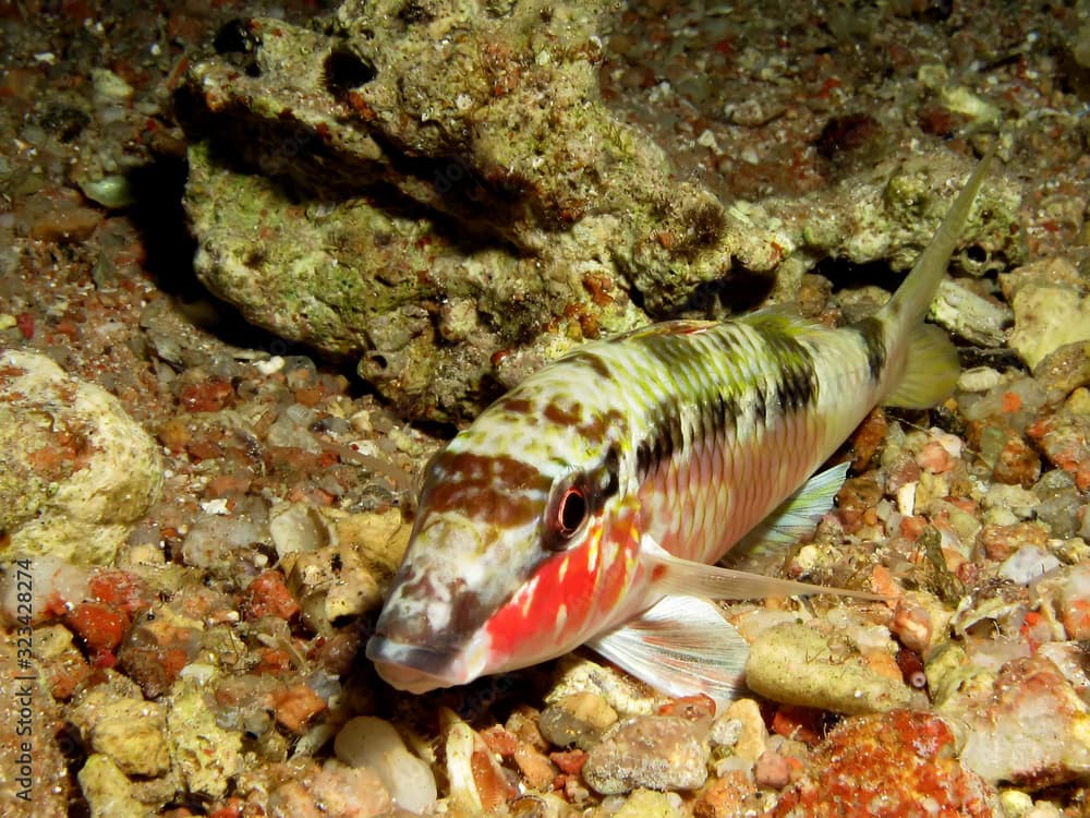 Red Sea Goatfish (parupeneus forsskali). Taken in Red Sea, Egypt.