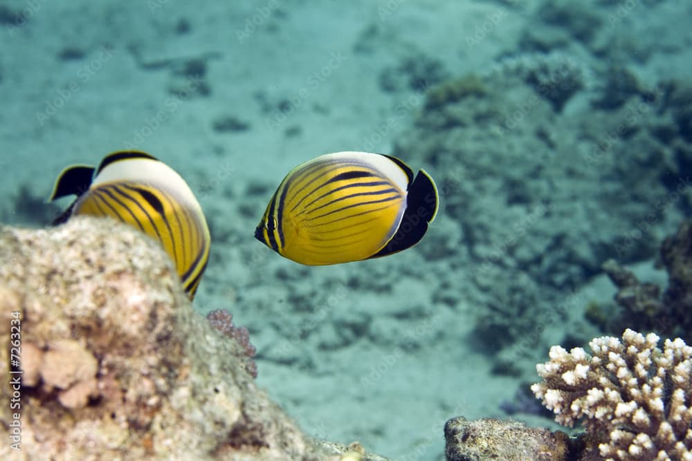 exquisite butterflyfish (chaetodon melapterus)