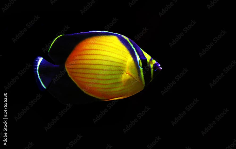 The Arabian Butterfly fish - (Chaetodon melapterus)