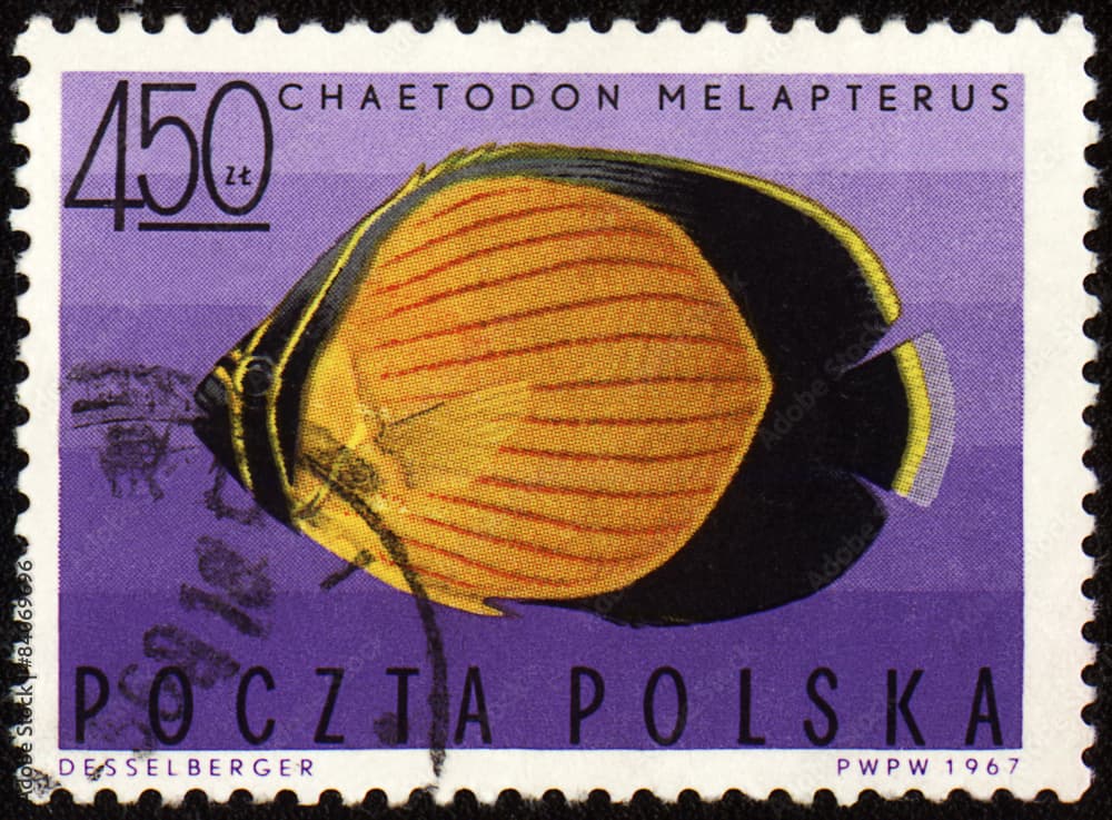 Black-eye butterflyfish (Chaetodon melapterus) on post stamp