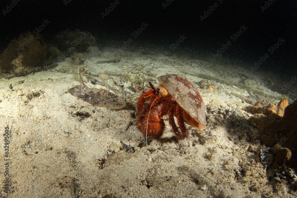 White spotted hermit crab on the seabed in Raja Ampat. Dardanus megistos during dive in Indonesia. Big red hermit crab during night dive.