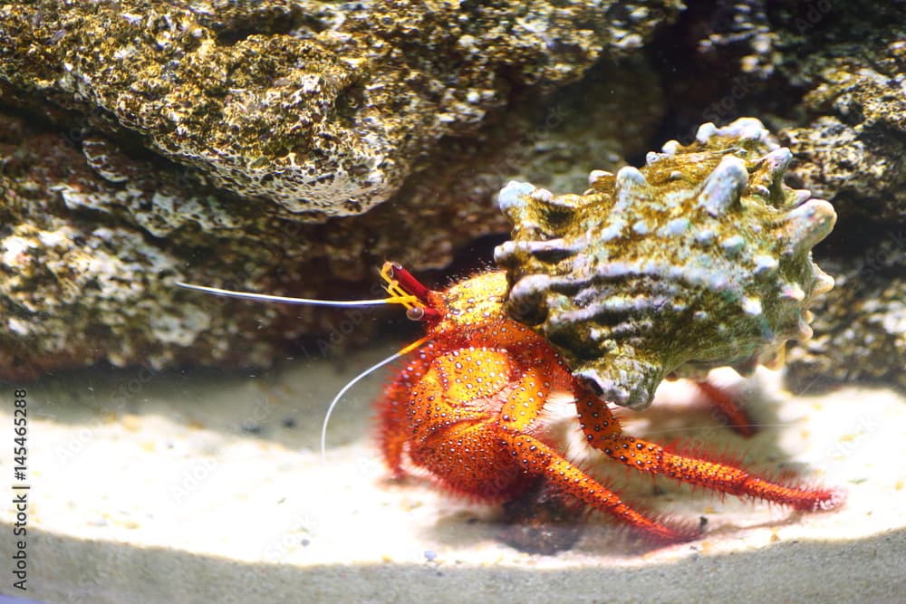 White-spotted hermit crab (Dardanus megistos) 