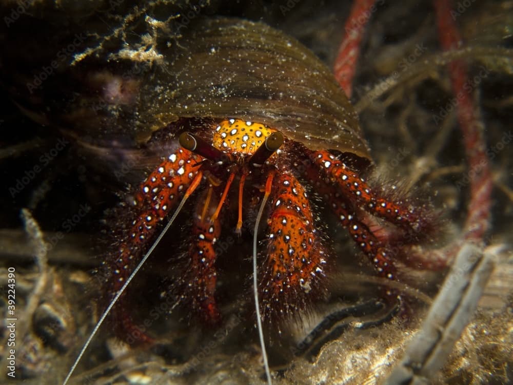 White Sopt Hermit Crab - Dardanus megistos