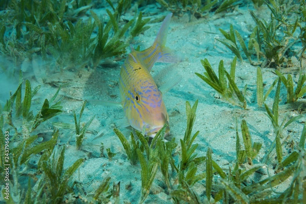 Cinnabar Goatfish (Parupeneus heptacanthus) hiding in the sea grass, Red Sea, Dahab, Egypt, Africa