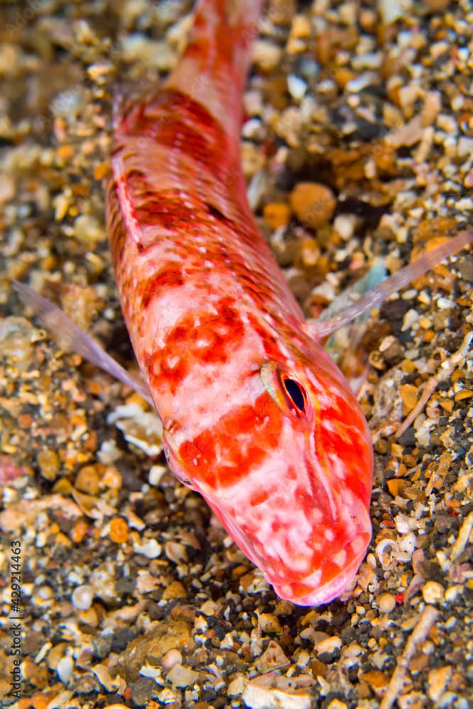 Small-spot Goatfish, Parupeneus heptacanthus, Lembeh, North Sulawesi, Indonesia, Asia