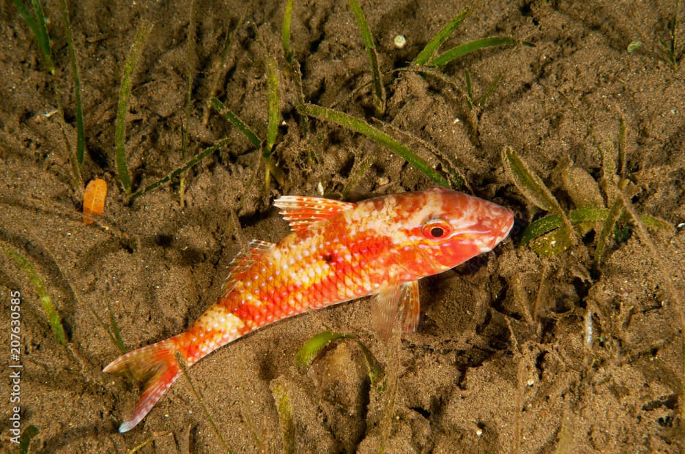 Redspot goatfish, Parupeneus heptacanthus, Flores Indonesia