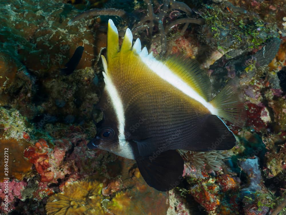 Horned bannerfish