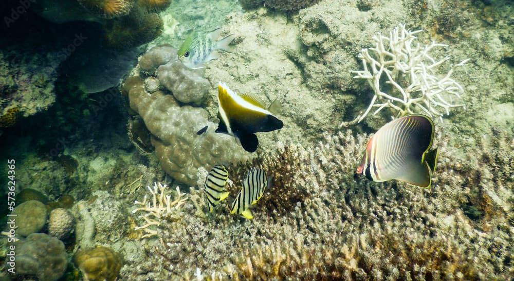 A group of butterfly fish (chaetodon octofasciatus, chaetodon triangulum, Heniochus varius and damsel fish (Abudefduf curacao) with coral reef as a background.