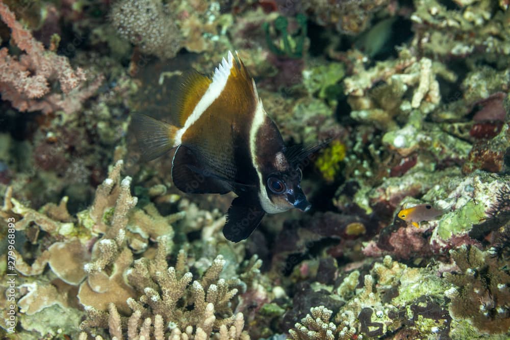 Horned bannerfish, Heniochus varius