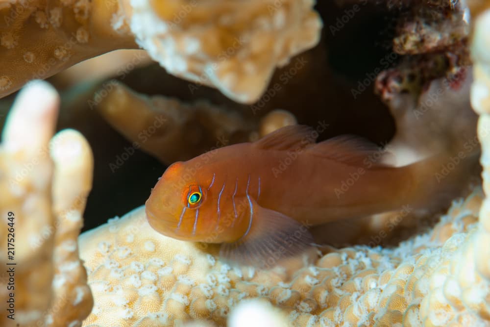 Five-lined coral goby Gobiodon quinquestrigatus