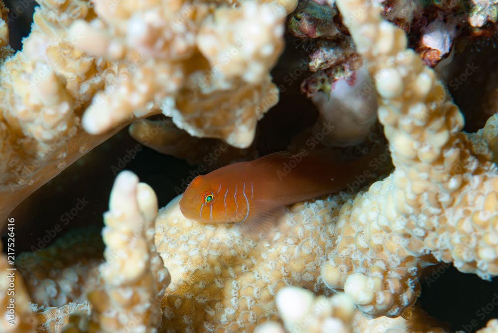 Five-lined coral goby Gobiodon quinquestrigatus