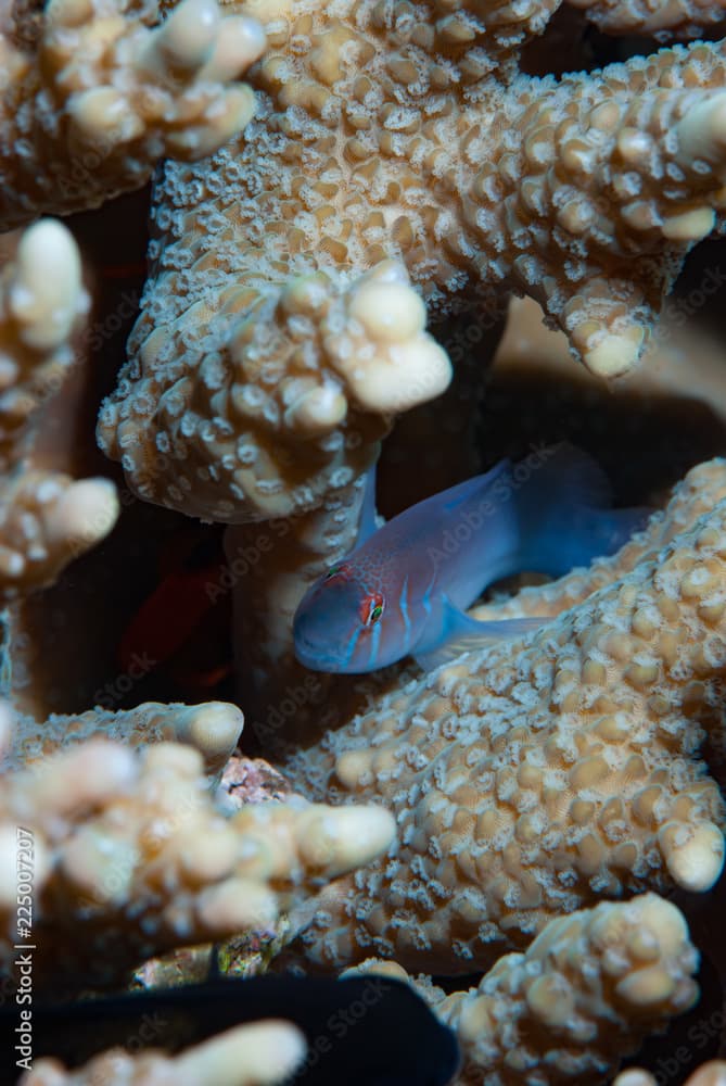 Five-lined coral goby Gobiodon quinquestrigatus