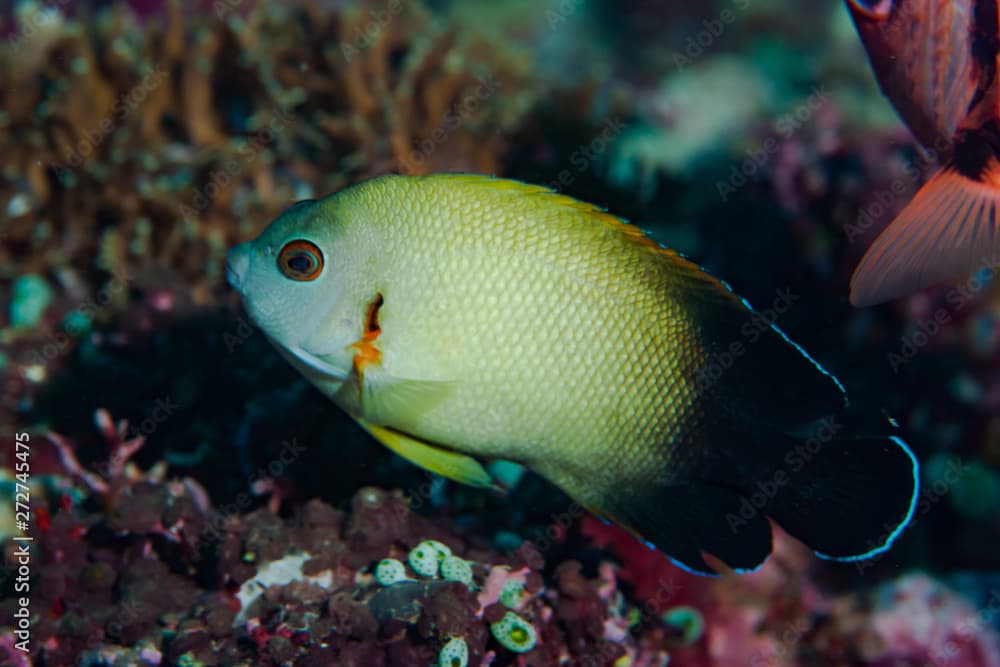 Pearl-Scaled Angelfish Centropyge vroliki