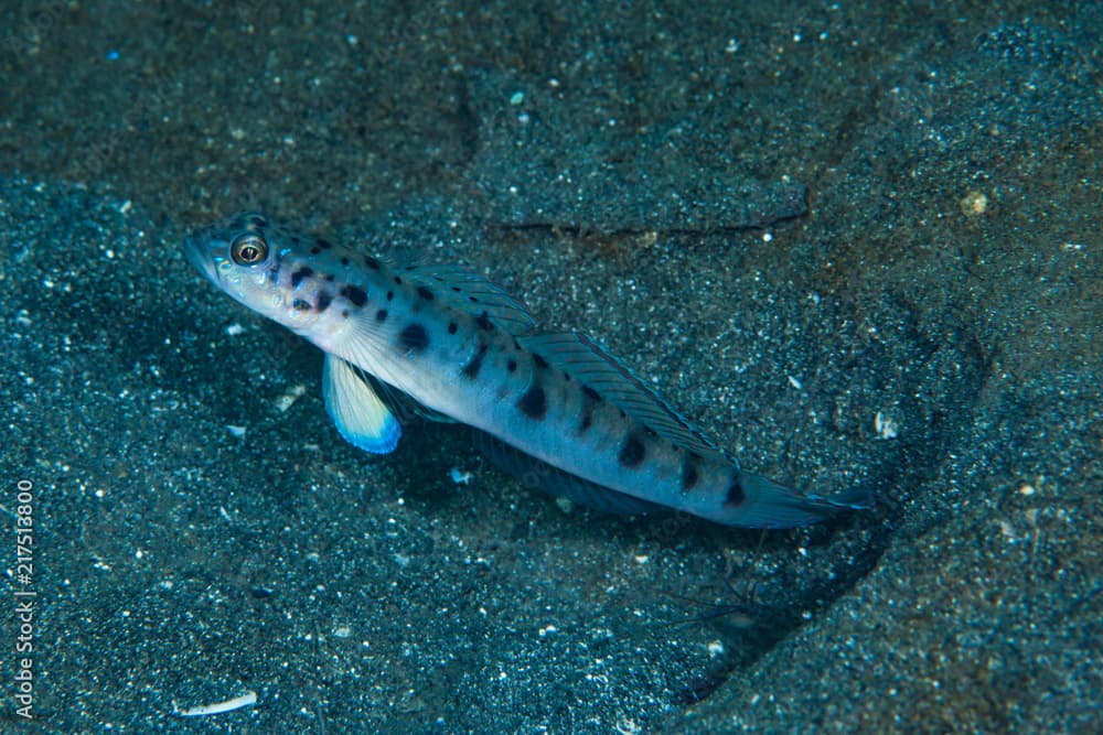 Twin-spotted Shrimp-goby Vanderhorstia ambanoro