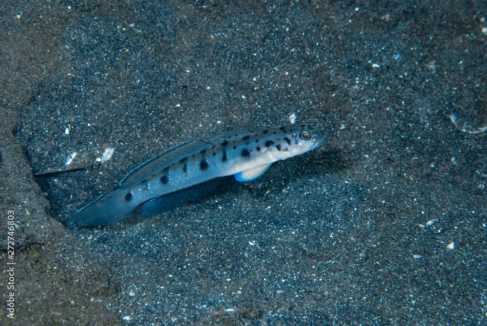 Twin-Spotted Shrimp-Goby Vanderhorstia ambanoro