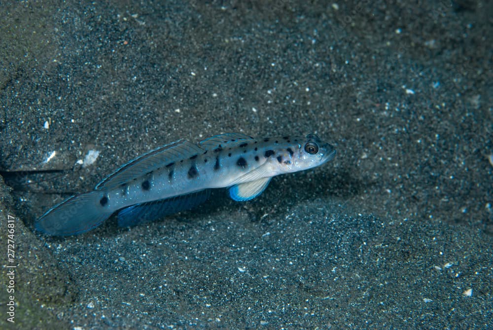 Twin-Spotted Shrimp-Goby Vanderhorstia ambanoro